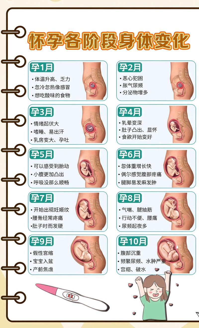 揭秘供卵代孕妈妈怀孕小腹分两节，孕期变化的奥秘盐城代生机构: